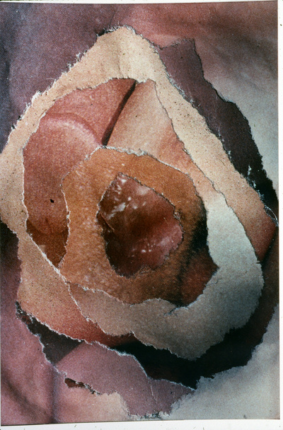 "Flesh Holes"  Color prints, ranging in size from 21" x 17" to 35" x28"
1990s